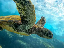 Tartaruga1